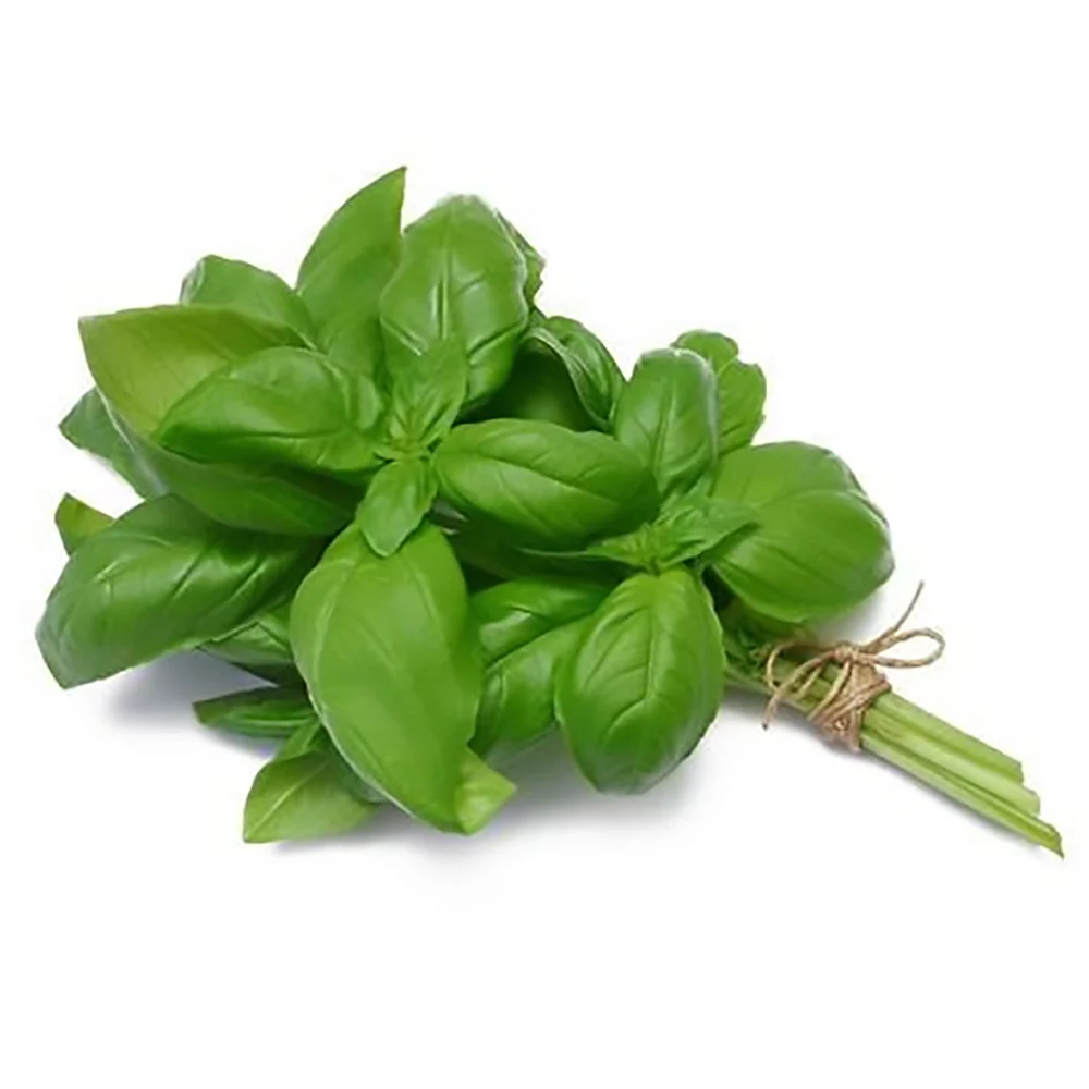 Fresh Basil