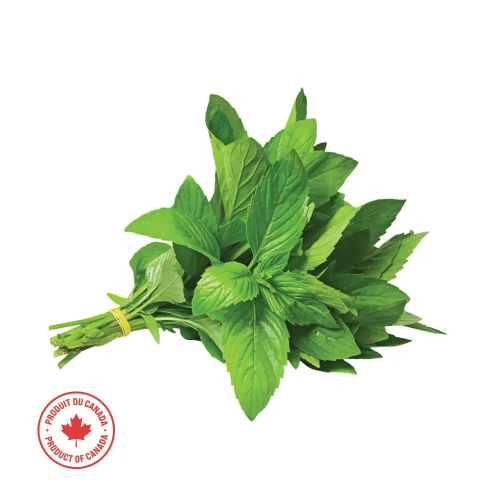 Fresh Mint